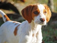 spaniel breton perro
