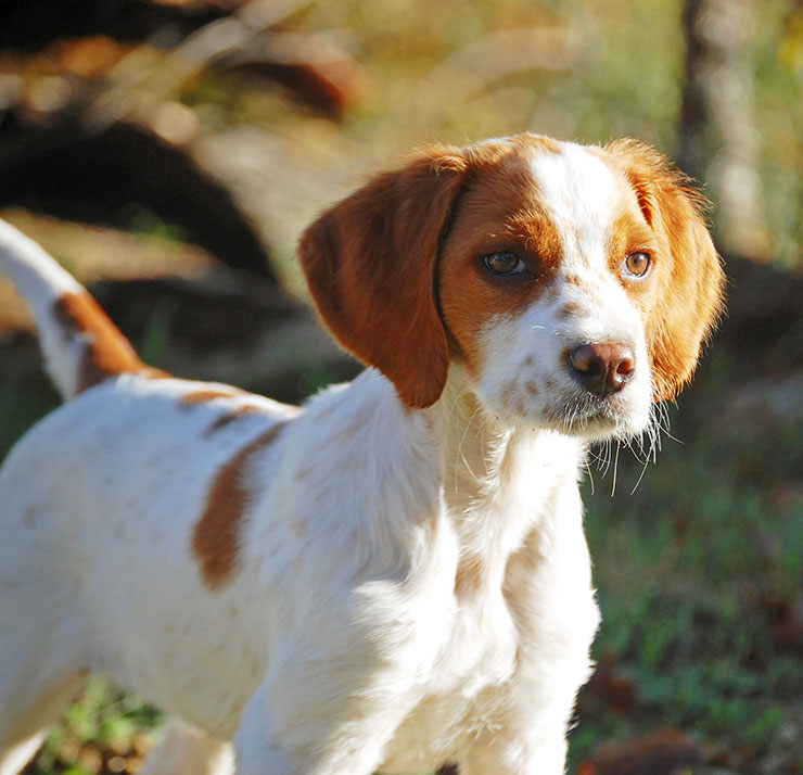 spaniel breton perro