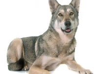perro lobo de saarloos