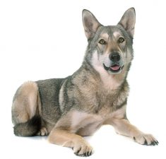 Perro lobo de Saarloos