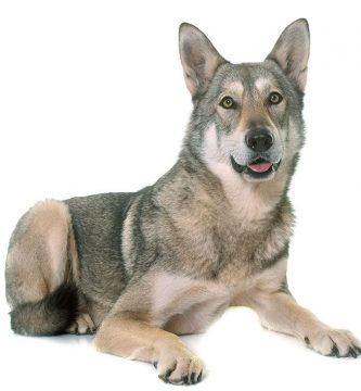 perro lobo de saarloos