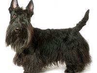 Scottish terrier