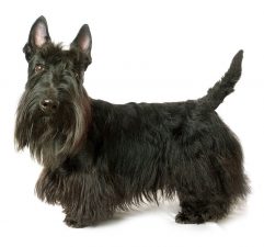 Scottish Terrier (terrier escocés