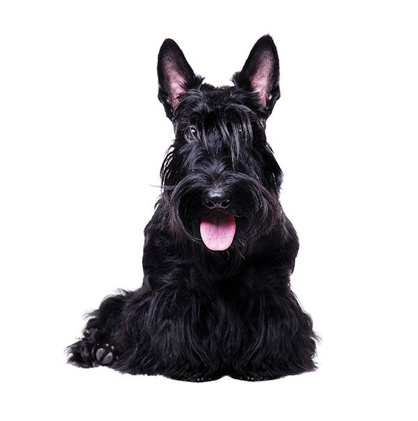 scottish terrier negro