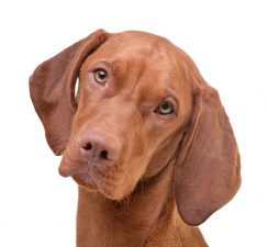 Braco Húncaro (Vizsla)