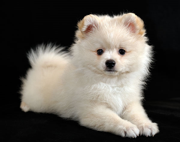 spitz alemán cachorro