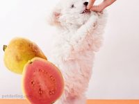 los perros pueden comer guayaba