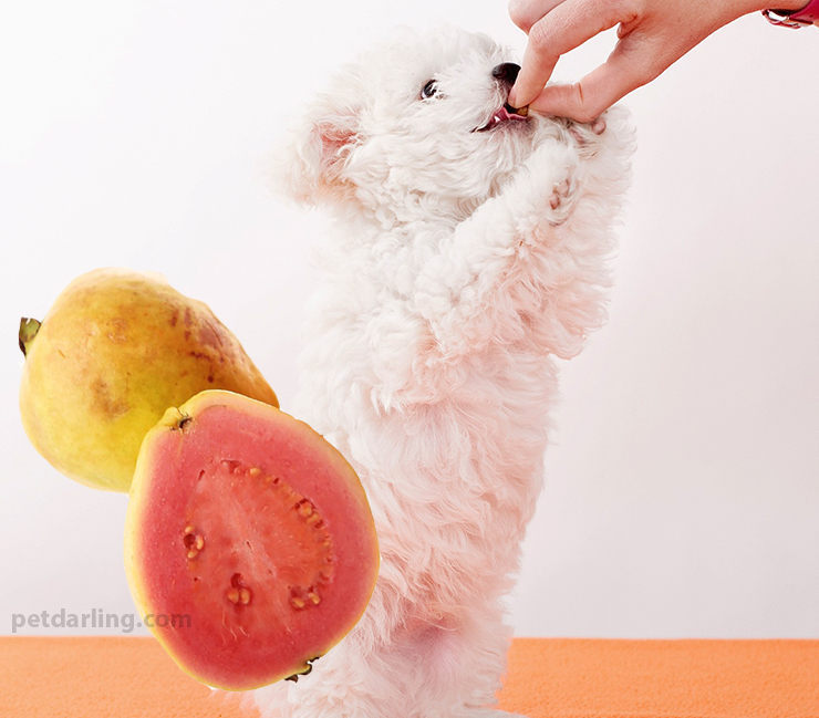 los perros pueden comer guayaba
