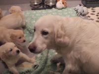 mamá perra educando sus cachorros