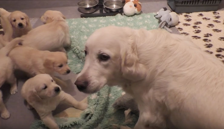 mamá perra educando sus cachorros