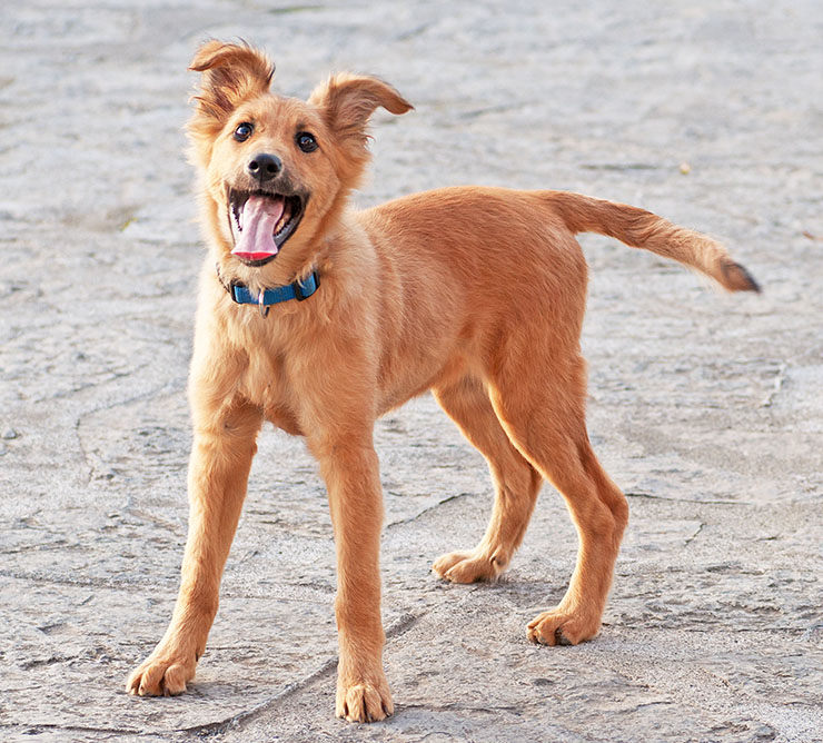 pastor vasco perro