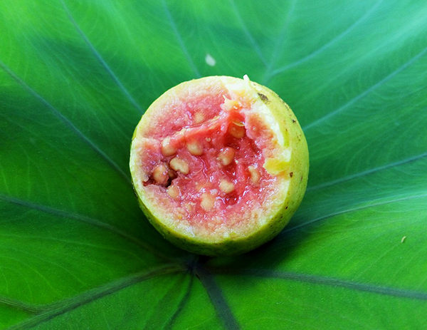 puedo darle guayaba a mi perro