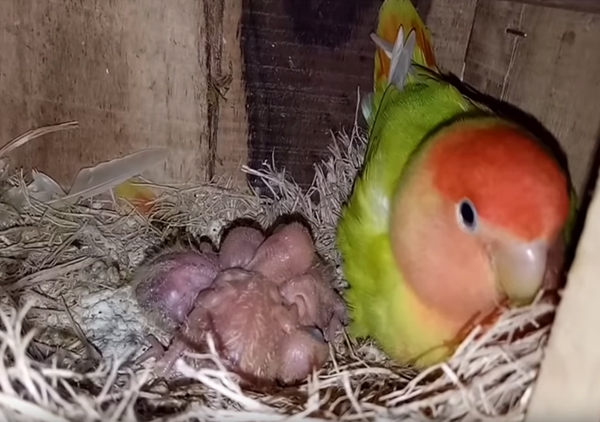 como criar agapornis
