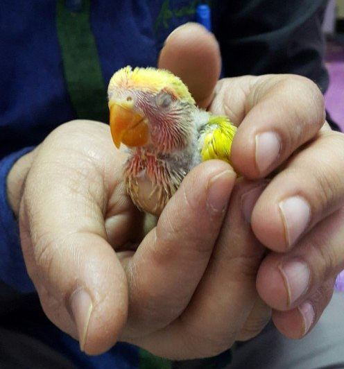 agapornis papilleros