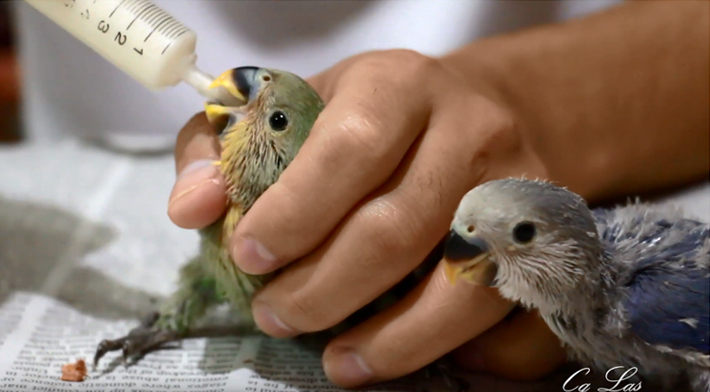 agapornis papilleros