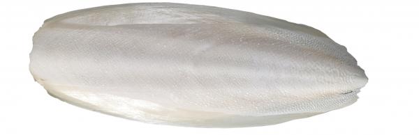 cría de agapornis alimentación