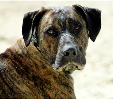 perro majorero barcino