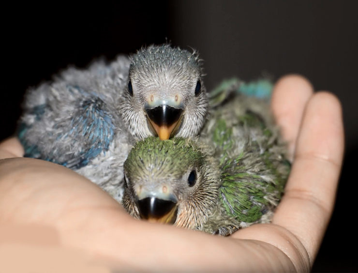 agapornis papilleros