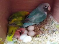 cómo criar agapornis