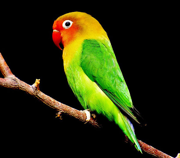 cómo enseñar a hablar a un agapornis