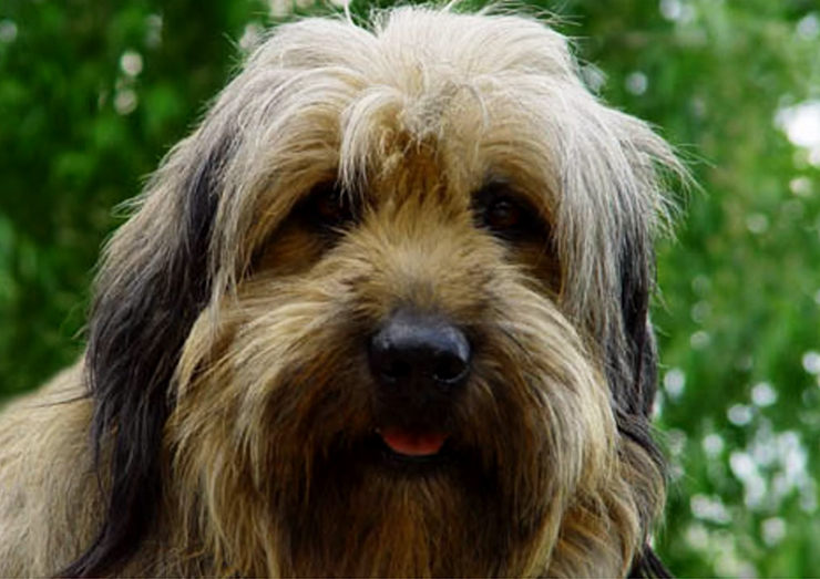 perro pastor catalán