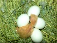 huevos de agapornis