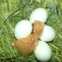 huevos de agapornis