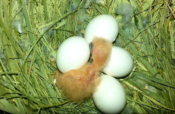 huevos de agapornis