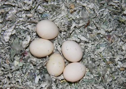 huevos de agapornis