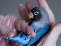 los agapornis hablan