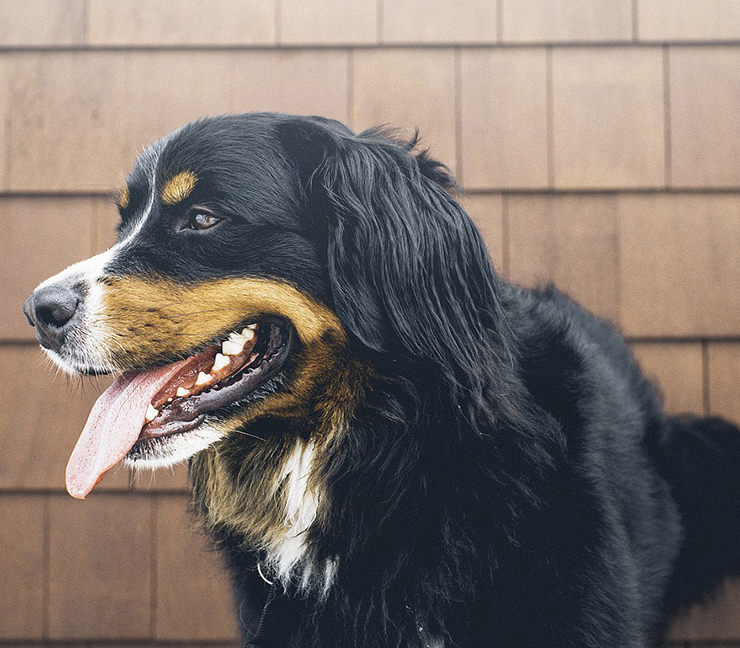 mi perro jadea mucho