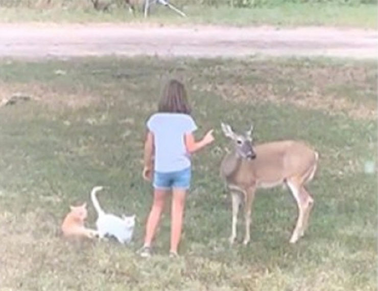 niña habla con los animales