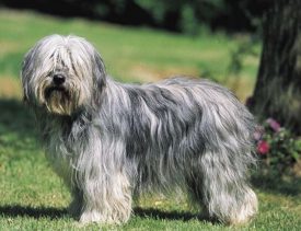 Pastor catalán (Gos d’Atura)