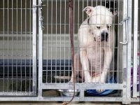 perro abandonado en la perrera