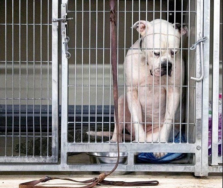 perro abandonado en la perrera
