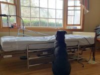 perro espera a su dueño fallecido