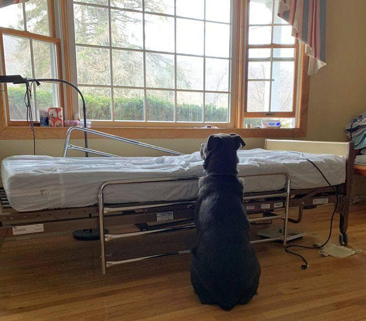 perro espera a su dueño fallecido