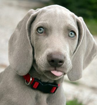 perro gris ojos azules