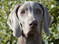 perro gris ojos azules