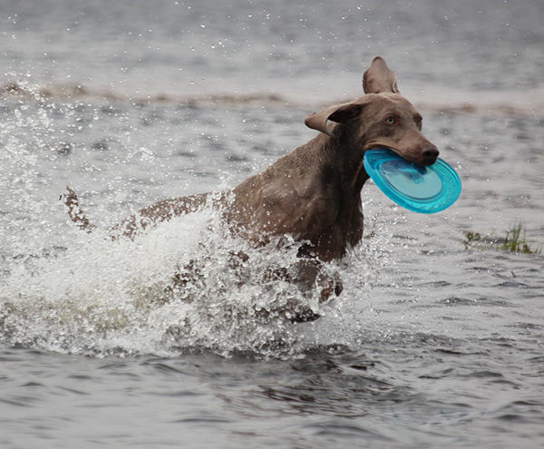 perro gris jugando en el agua