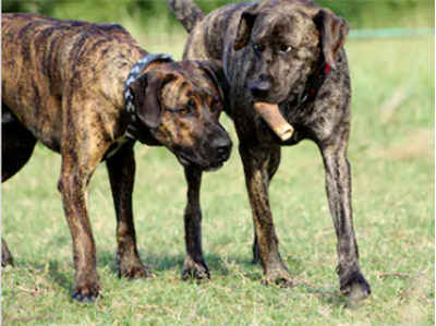 perro majorero