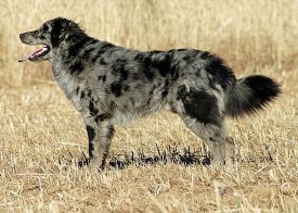 Carea leonés (perro pastor leonés)