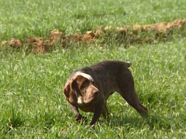 perro perdiguero de burgos
