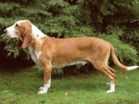 sabueso español raza