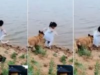perro salva niña de caer al agua