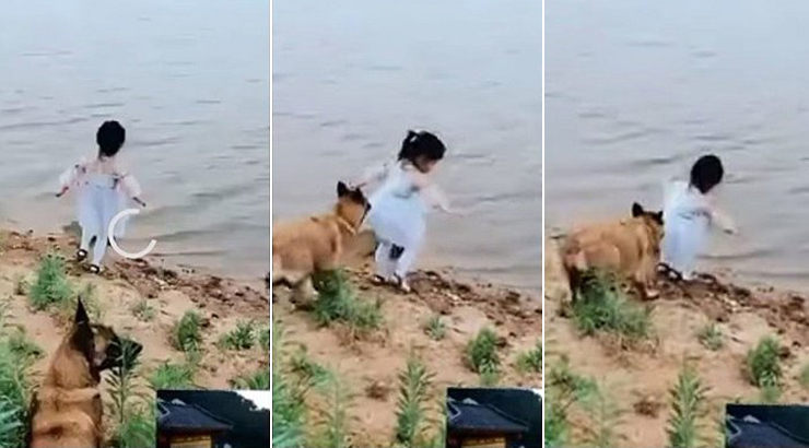 perro salva niña de caer al agua