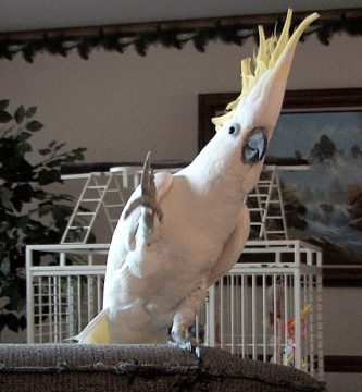 cacatúa que baila snowball