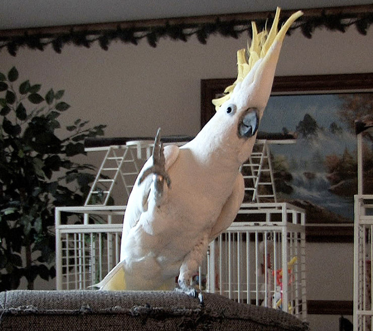 cacatúa que baila snowball