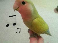 sonidos de agapornis