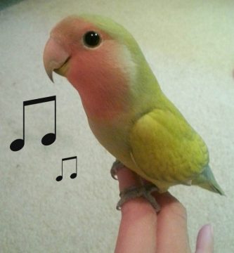 sonidos de agapornis